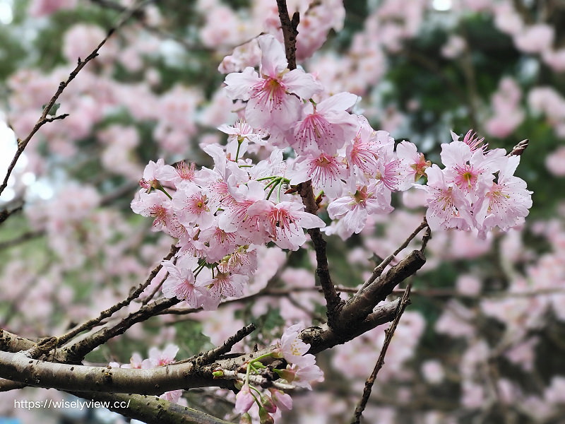 台北賞櫻景點。碧山巖 階梯櫻花隧道︱浪漫粉紅椿寒櫻二月中旬盛開～花況交通停車路線分享