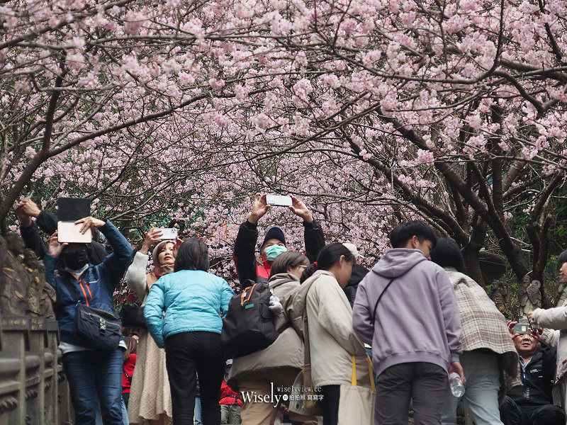 台北賞櫻景點。碧山巖 階梯櫻花隧道︱浪漫粉紅椿寒櫻二月中旬盛開～花況交通停車路線分享