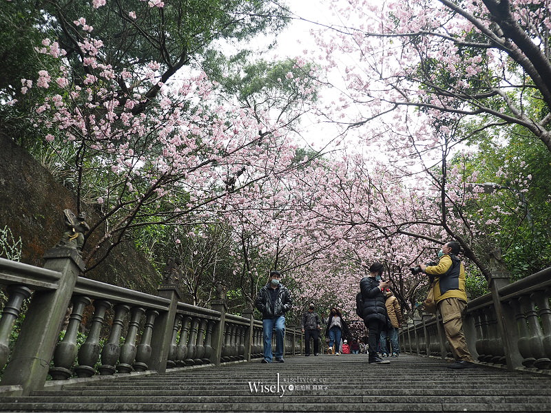 台北賞櫻景點。碧山巖 階梯櫻花隧道︱浪漫粉紅椿寒櫻二月中旬盛開～花況交通停車路線分享