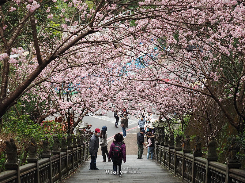 台北賞櫻景點。碧山巖 階梯櫻花隧道︱浪漫粉紅椿寒櫻二月中旬盛開～花況交通停車路線分享