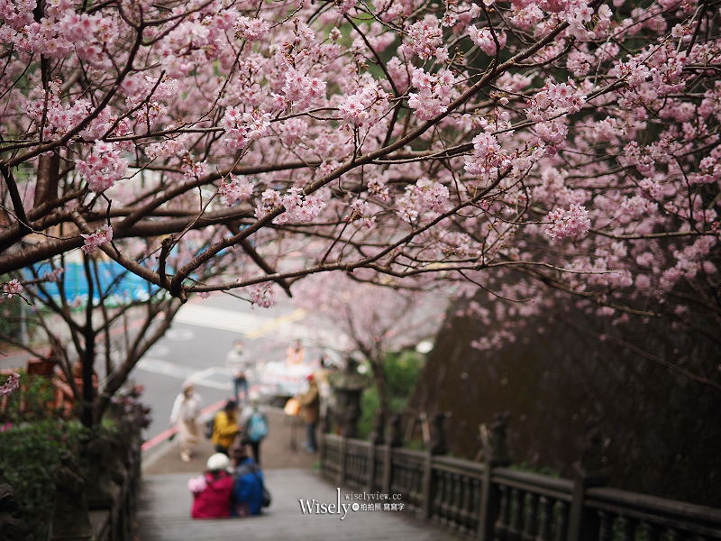 台北賞櫻景點。碧山巖 階梯櫻花隧道︱浪漫粉紅椿寒櫻二月中旬盛開～花況交通停車路線分享