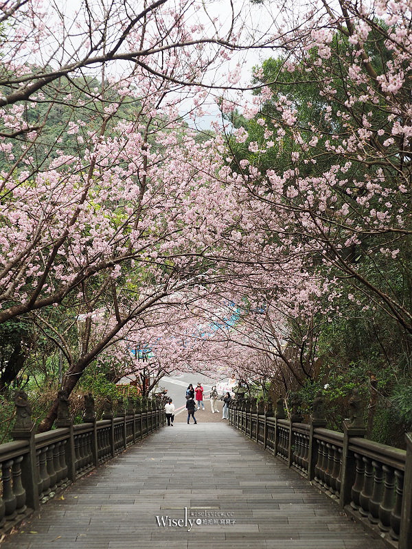 台北賞櫻景點。碧山巖 階梯櫻花隧道︱浪漫粉紅椿寒櫻二月中旬盛開～花況交通停車路線分享