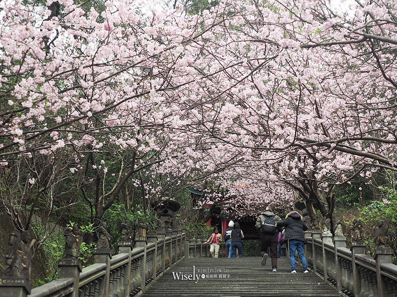 台北賞櫻景點。碧山巖 階梯櫻花隧道︱浪漫粉紅椿寒櫻二月中旬盛開～花況交通停車路線分享