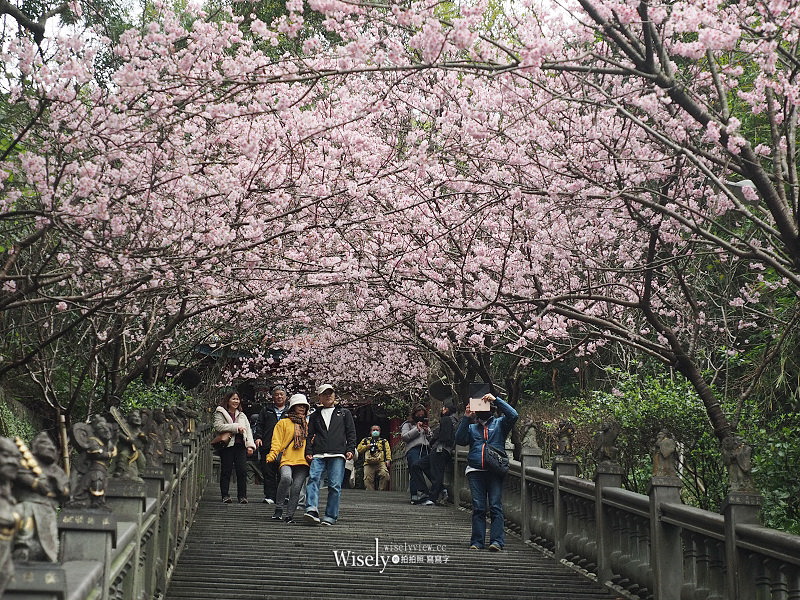 台北賞櫻景點。碧山巖 階梯櫻花隧道︱浪漫粉紅椿寒櫻二月中旬盛開～花況交通停車路線分享