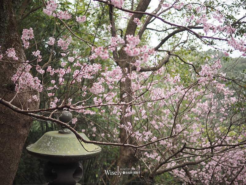 台北賞櫻景點。碧山巖 階梯櫻花隧道︱浪漫粉紅椿寒櫻二月中旬盛開～花況交通停車路線分享