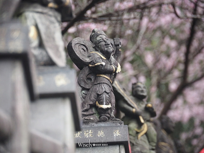 台北賞櫻景點。碧山巖 階梯櫻花隧道︱浪漫粉紅椿寒櫻二月中旬盛開～花況交通停車路線分享