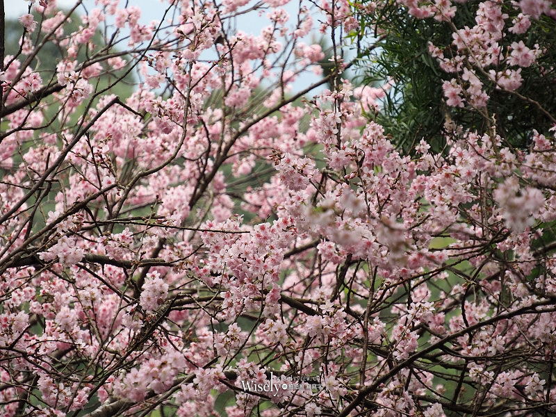 台北賞櫻景點。碧山巖 階梯櫻花隧道︱浪漫粉紅椿寒櫻二月中旬盛開～花況交通停車路線分享