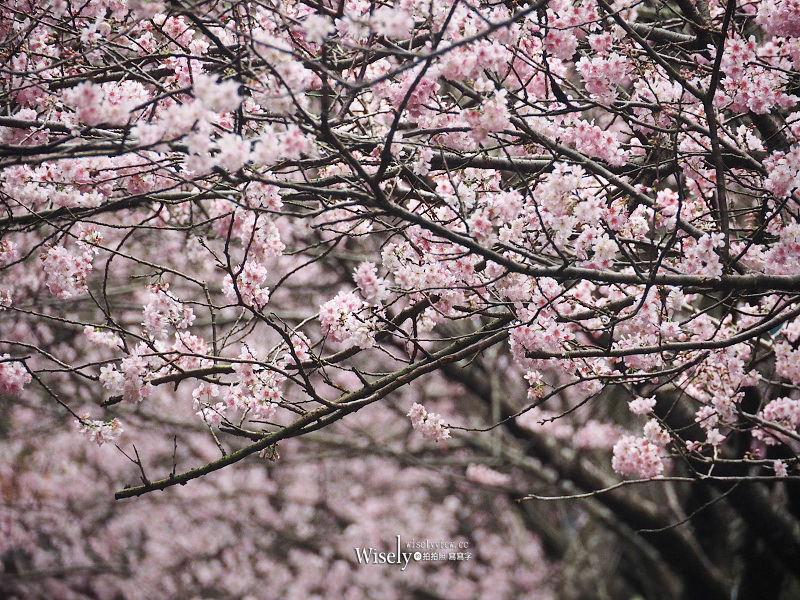 台北賞櫻景點。碧山巖 階梯櫻花隧道︱浪漫粉紅椿寒櫻二月中旬盛開～花況交通停車路線分享
