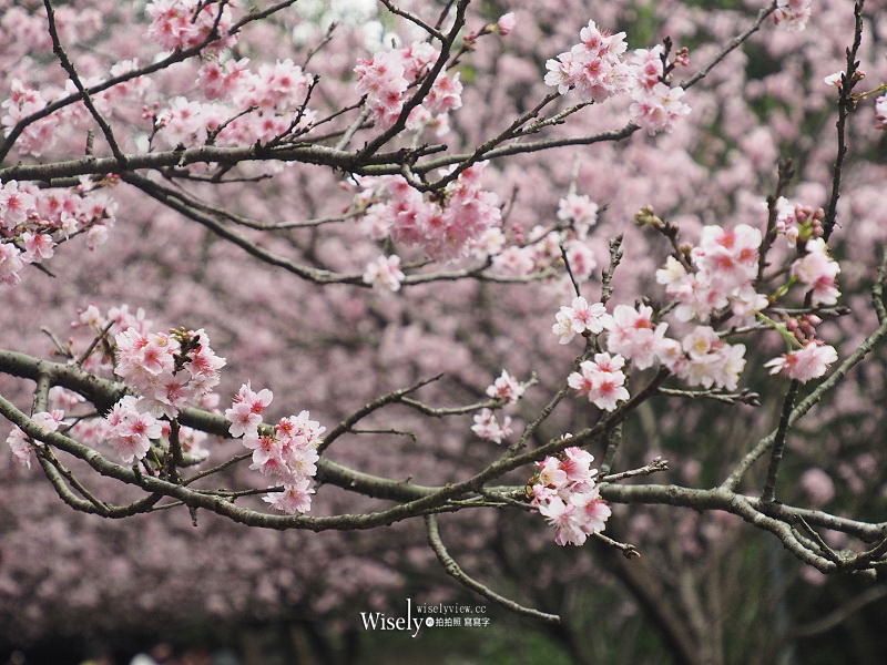 台北賞櫻景點。碧山巖 階梯櫻花隧道︱浪漫粉紅椿寒櫻二月中旬盛開～花況交通停車路線分享