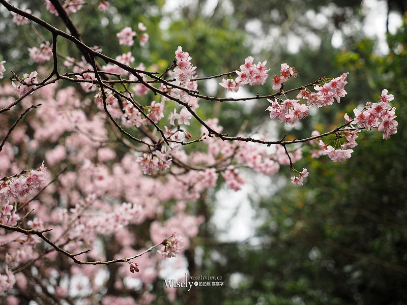 台北賞櫻景點。碧山巖 階梯櫻花隧道︱浪漫粉紅椿寒櫻二月中旬盛開～花況交通停車路線分享
