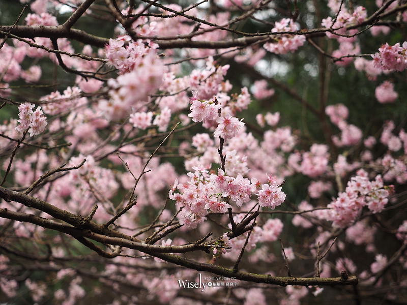 台北賞櫻景點。碧山巖 階梯櫻花隧道︱浪漫粉紅椿寒櫻二月中旬盛開～花況交通停車路線分享