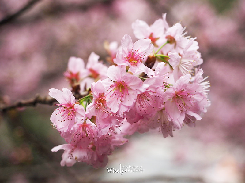台北賞櫻景點。碧山巖 階梯櫻花隧道︱浪漫粉紅椿寒櫻二月中旬盛開～花況交通停車路線分享