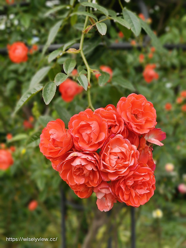 台北中山。台北玫瑰園︱台北玫瑰展 3/1-3/31 八百種繁花綻放，六大展區活動交通實拍分享