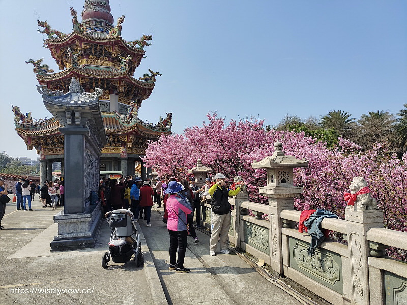 新北賞櫻景點。林口竹林山觀音寺︱粉紅吉野櫻綻放