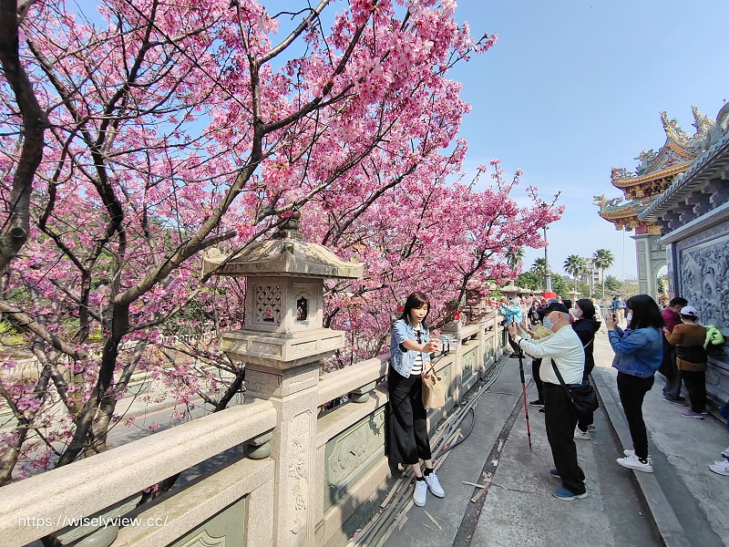 新北賞櫻景點。林口竹林山觀音寺︱粉紅吉野櫻綻放