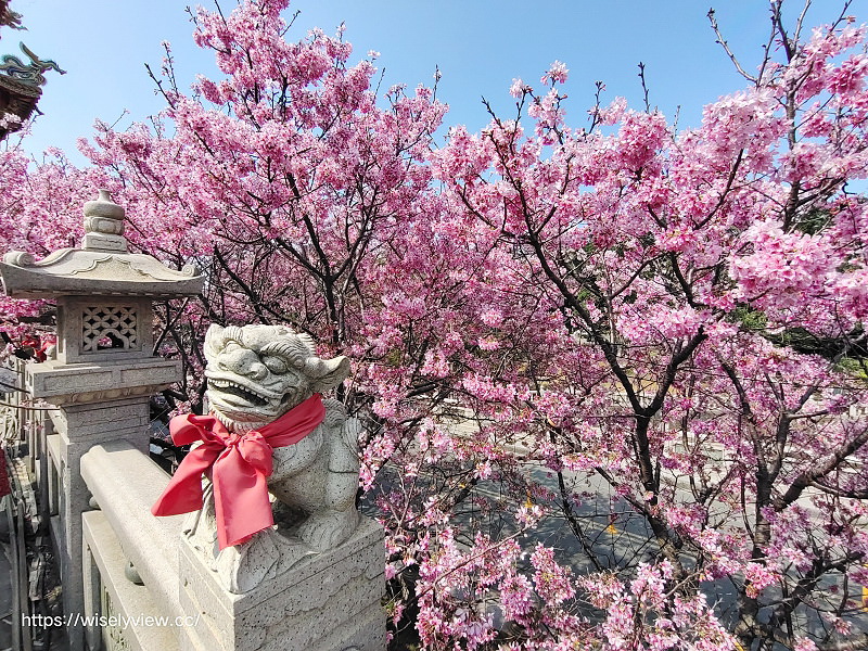 新北賞櫻景點。林口竹林山觀音寺︱粉紅吉野櫻綻放