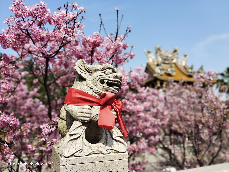 新北賞櫻景點。林口竹林山觀音寺︱粉紅吉野櫻綻放