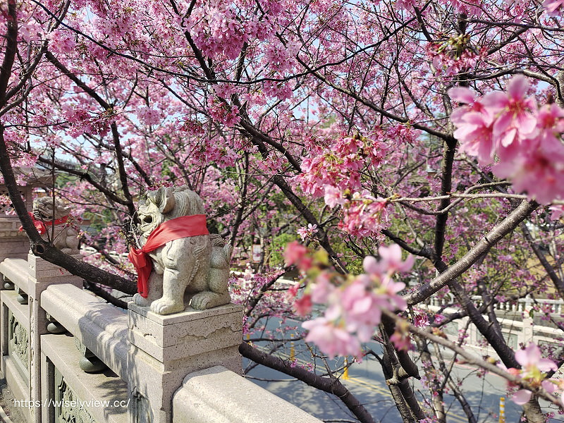 新北賞櫻景點。林口竹林山觀音寺︱粉紅吉野櫻綻放