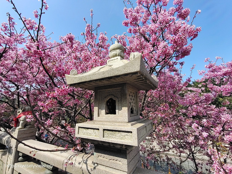 新北賞櫻景點。林口竹林山觀音寺︱粉紅吉野櫻綻放