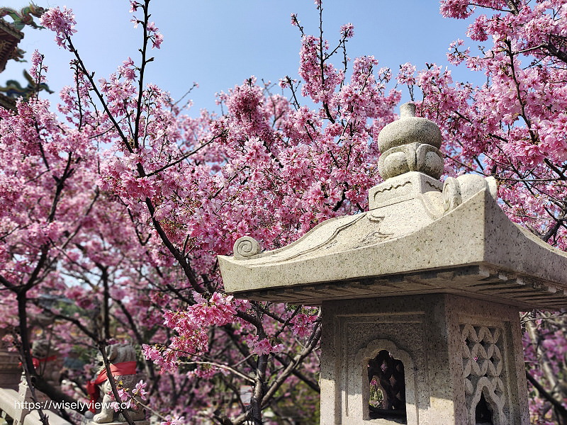 新北賞櫻景點。林口竹林山觀音寺︱粉紅吉野櫻綻放