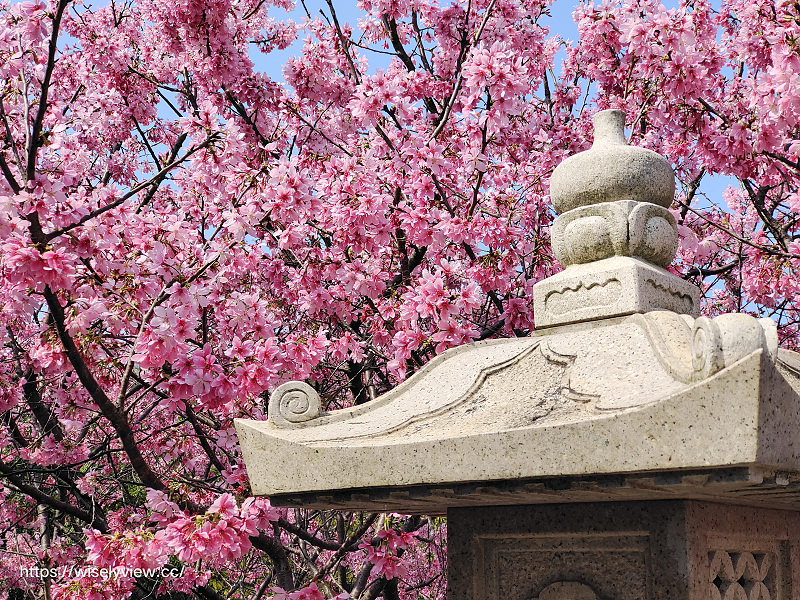 新北賞櫻景點。林口竹林山觀音寺︱粉紅吉野櫻綻放