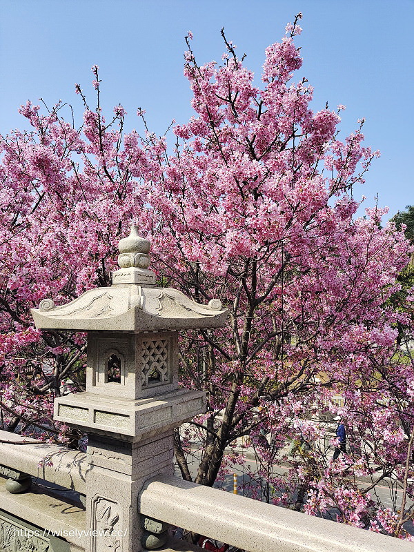 新北賞櫻景點。林口竹林山觀音寺︱粉紅吉野櫻綻放