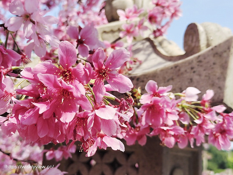 新北賞櫻景點。林口竹林山觀音寺︱粉紅吉野櫻綻放