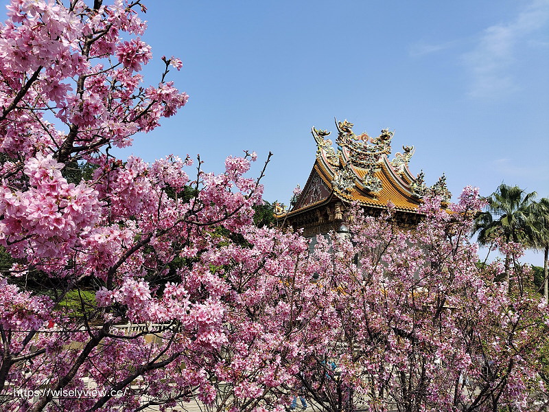 新北賞櫻景點。林口竹林山觀音寺︱粉紅吉野櫻綻放