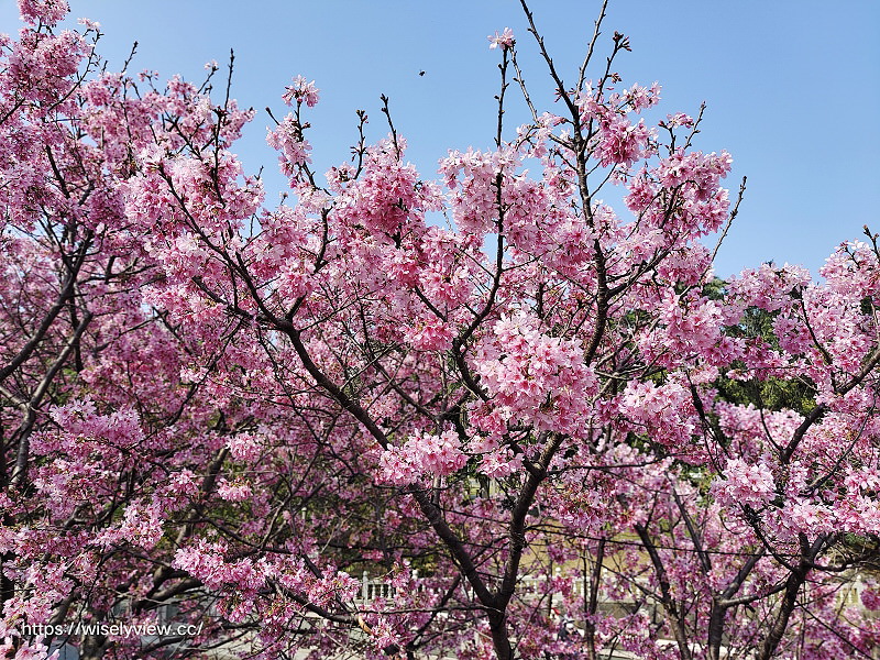 新北賞櫻景點。林口竹林山觀音寺︱粉紅吉野櫻綻放