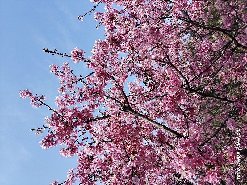 新北賞櫻景點。林口竹林山觀音寺︱粉紅吉野櫻綻放