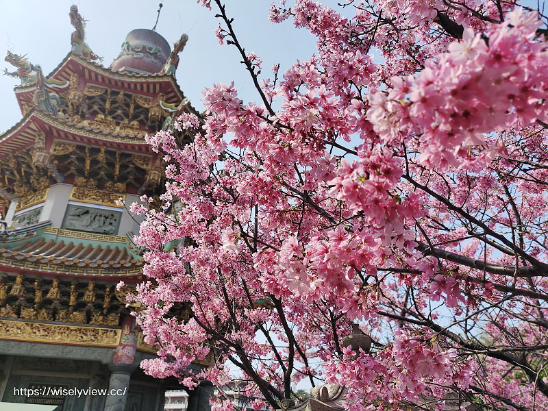 新北賞櫻景點。林口竹林山觀音寺︱粉紅吉野櫻綻放