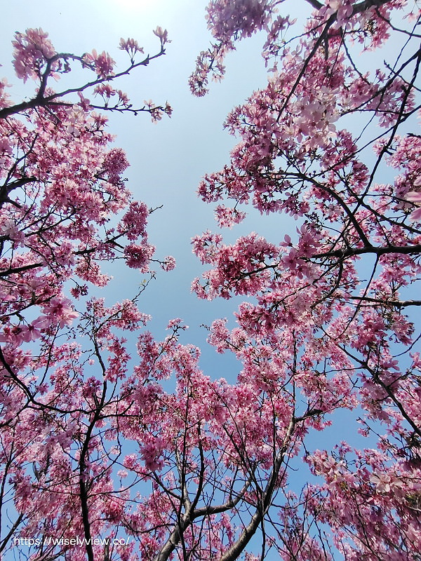 新北賞櫻景點。林口竹林山觀音寺︱粉紅吉野櫻綻放