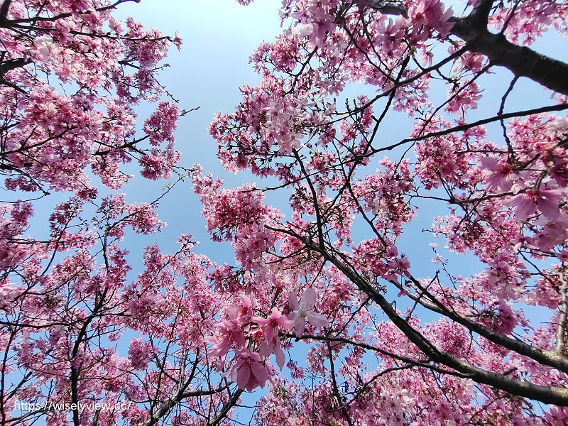 新北賞櫻景點。林口竹林山觀音寺︱粉紅吉野櫻綻放