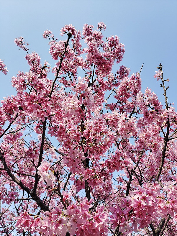 新北賞櫻景點。林口竹林山觀音寺︱粉紅吉野櫻綻放