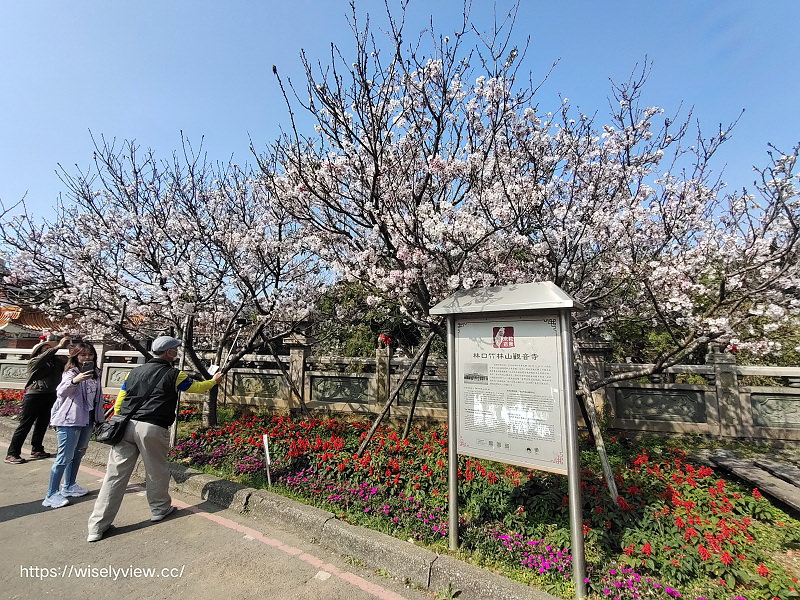 新北賞櫻景點。林口竹林山觀音寺︱粉紅吉野櫻綻放