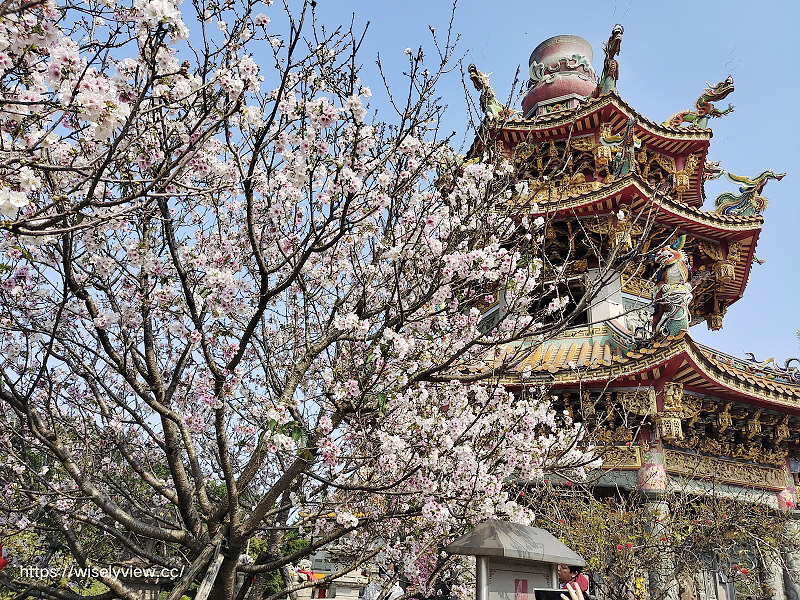 新北賞櫻景點。林口竹林山觀音寺︱粉紅吉野櫻綻放