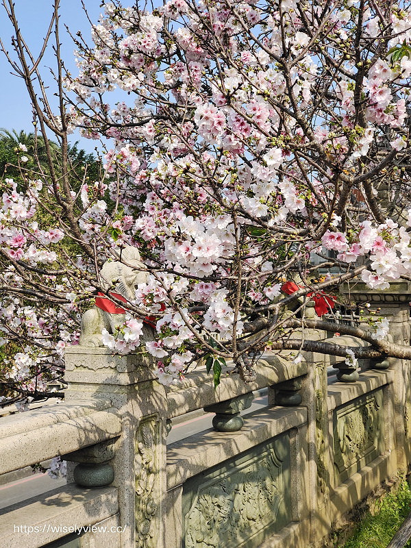 新北賞櫻景點。林口竹林山觀音寺︱粉紅吉野櫻綻放