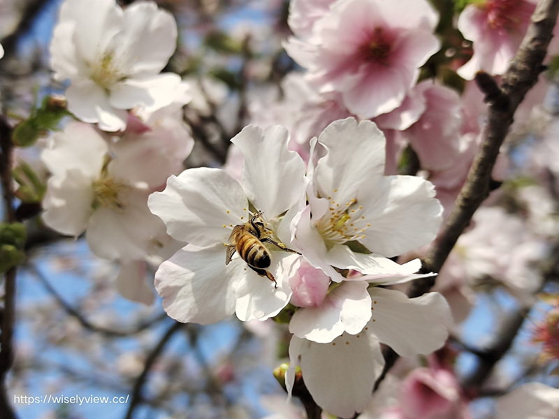 新北賞櫻景點。林口竹林山觀音寺︱粉紅吉野櫻綻放