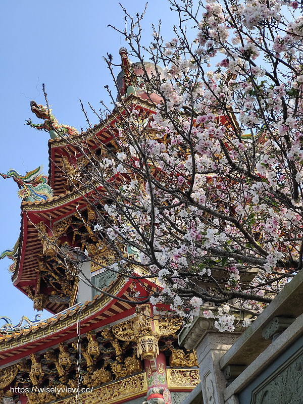 新北賞櫻景點。林口竹林山觀音寺︱粉紅吉野櫻綻放