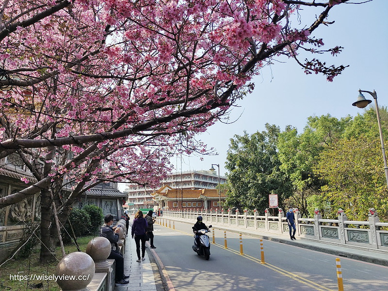 新北賞櫻景點。林口竹林山觀音寺︱粉紅吉野櫻綻放