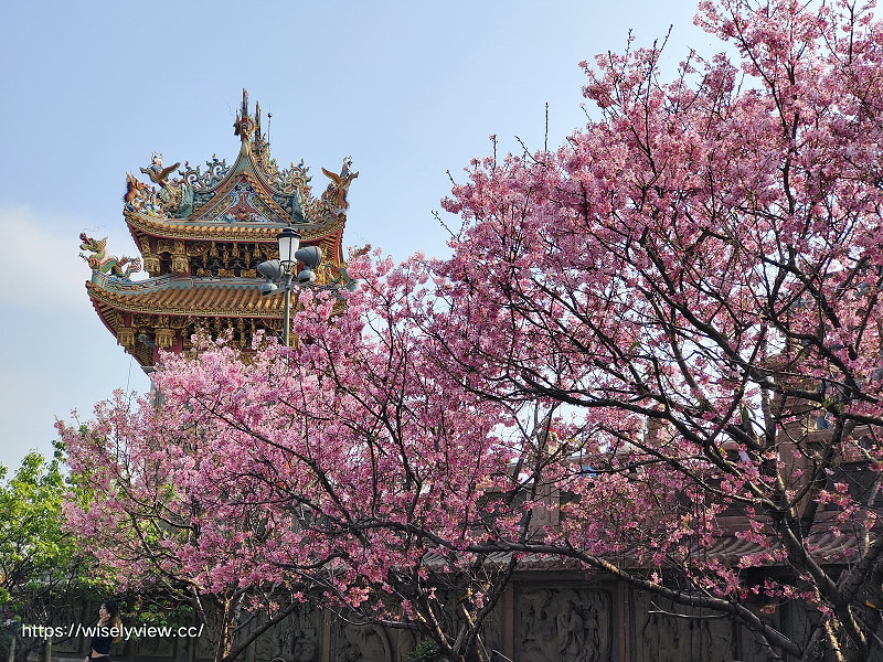 新北賞櫻景點。林口竹林山觀音寺︱粉紅吉野櫻綻放