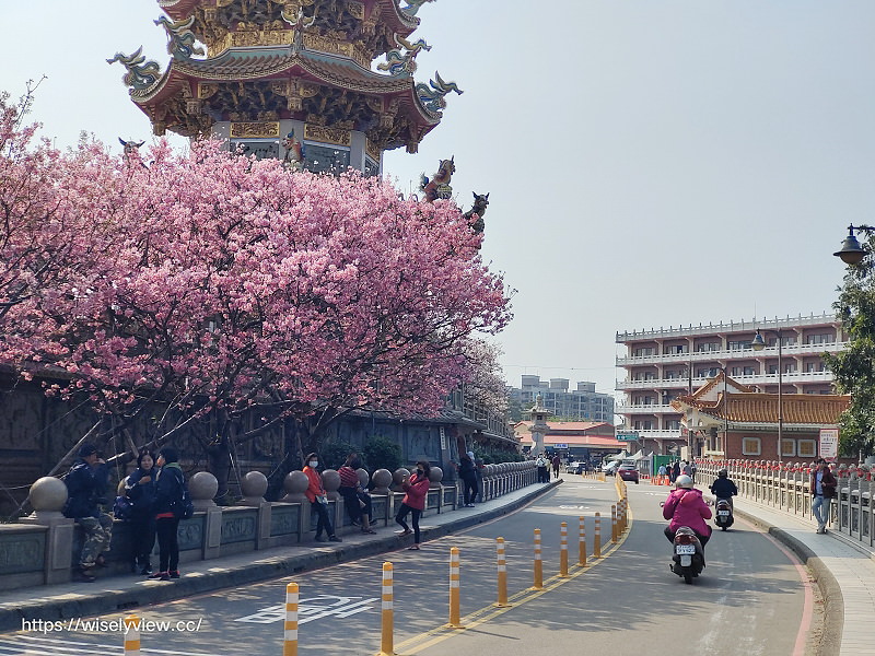 新北賞櫻景點。林口竹林山觀音寺︱粉紅吉野櫻綻放