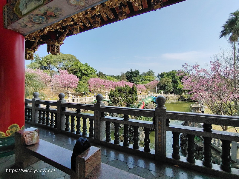 新北賞櫻景點。林口竹林山觀音寺︱粉紅吉野櫻綻放