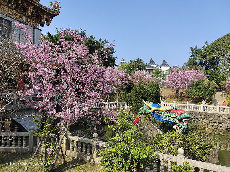 新北賞櫻景點。林口竹林山觀音寺︱粉紅吉野櫻綻放