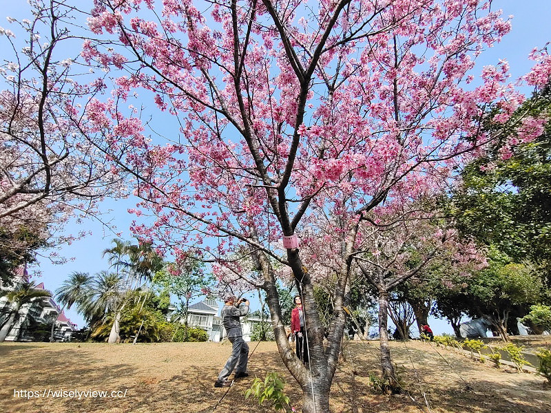 新北賞櫻景點。林口竹林山觀音寺︱粉紅吉野櫻綻放