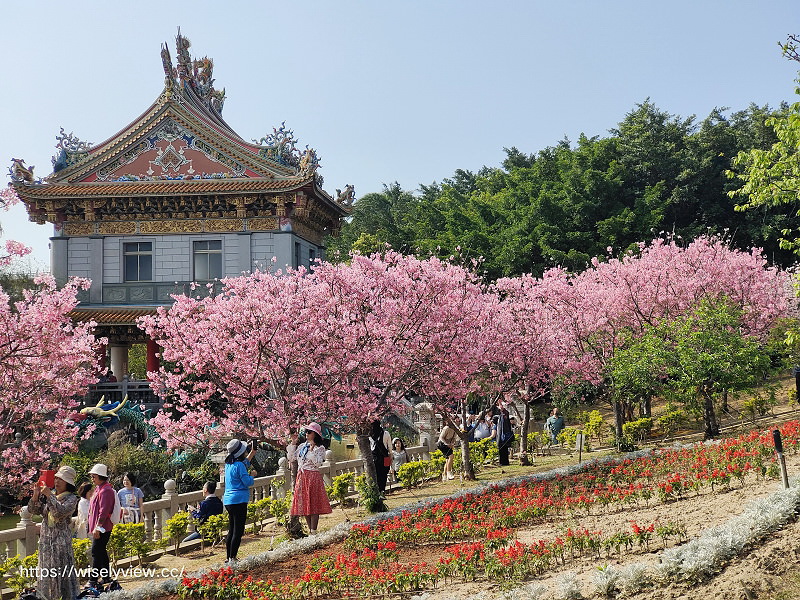 新北賞櫻景點。林口竹林山觀音寺︱粉紅吉野櫻綻放