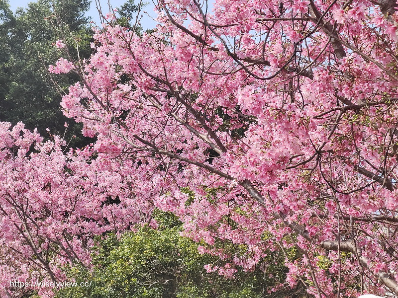 新北賞櫻景點。林口竹林山觀音寺︱粉紅吉野櫻綻放
