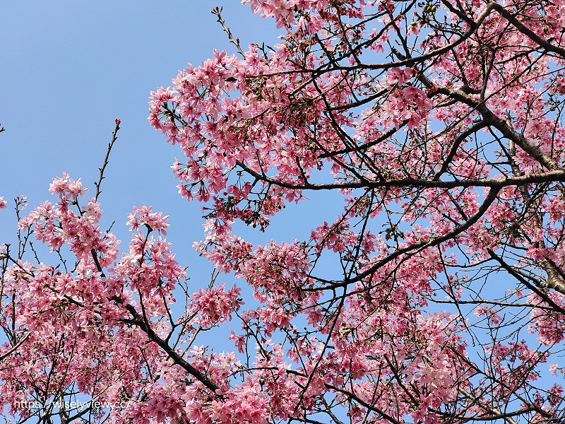新北賞櫻景點。林口竹林山觀音寺︱粉紅吉野櫻綻放