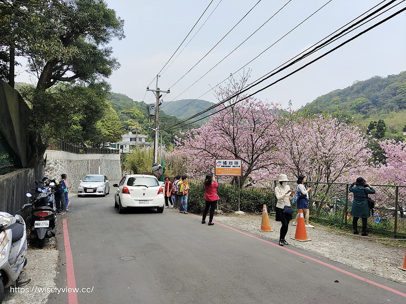 內厝溪 櫻木花廊。橘咖啡︱陽明山平等里賞櫻景點