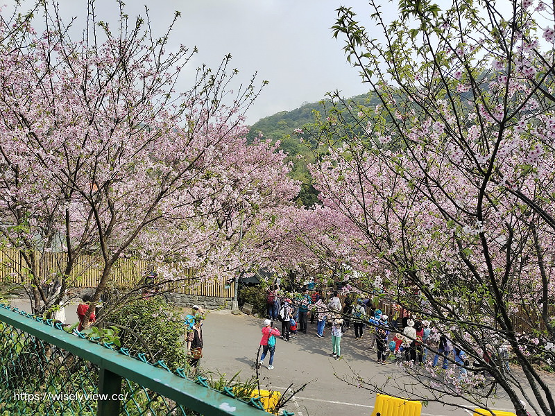 內厝溪 櫻木花廊。橘咖啡︱陽明山平等里賞櫻景點